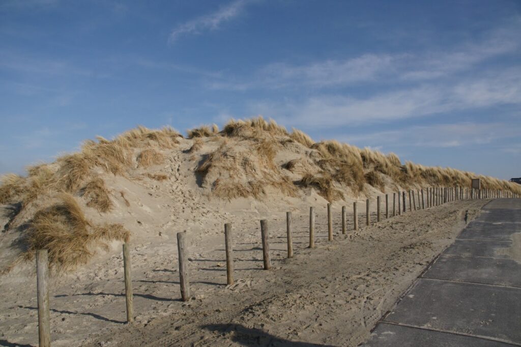Duinen met helmgras en houten paaltjes op Terschelling